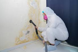 Reliable Southwest Ranches, FL Mold Remediation Solutions